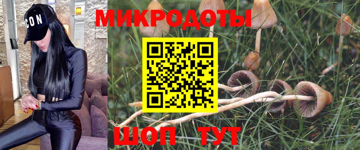 Галлюциногенные грибы Psilocybine cubensis Томск