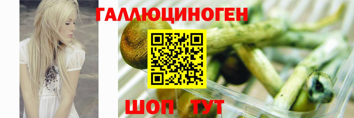 Псилоцибиновые грибы GOLDEN TEACHER  наркошоп  Томск  Вход с VPN 